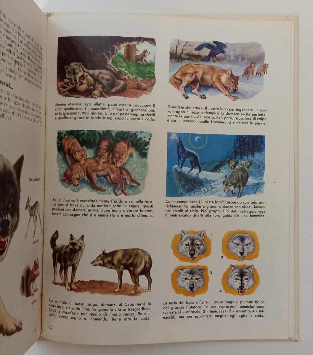LZ- GUARDA E SCOPRI GLI ANIMALI DEL BOSCO E DELLA MACCHIA VOLUME 3- AMZ- C-YFS65