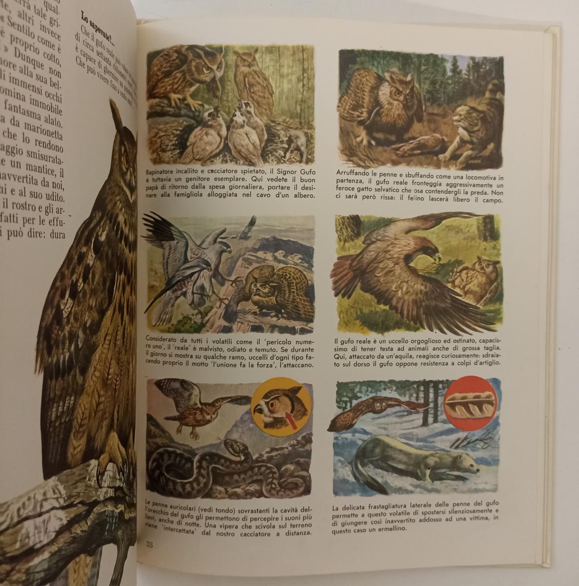 LZ- GUARDA E SCOPRI GLI ANIMALI DELLA MONTAGNA E VALLE VOLUME 6 -- AMZ- C- YFS65