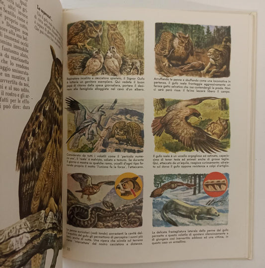 LZ- GUARDA E SCOPRI GLI ANIMALI DELLA MONTAGNA E VALLE VOLUME 6 -- AMZ- C- YFS65