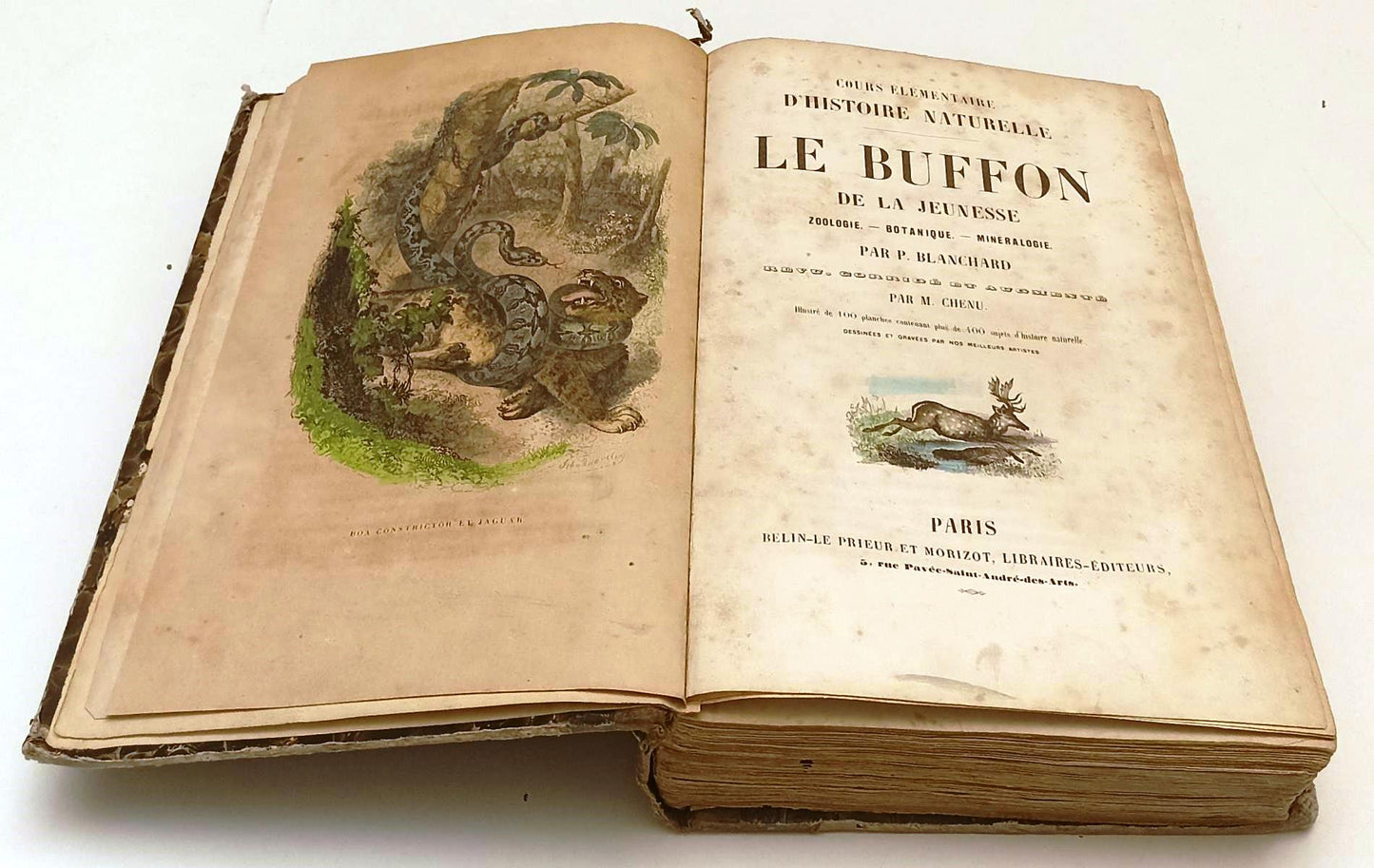 LH- COURS D'HISTOIRE NATURELLE LE BUFFON DE LA JEUNESSE- P. BLANCHARD- C- YFS541