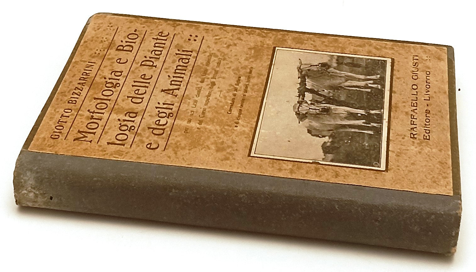 LZ- MORFOLOGIA E BIOLOGIA PIANTE E ANIMALI- BIZZARRINI- GIUSTI--- 1925- C-ZFS191