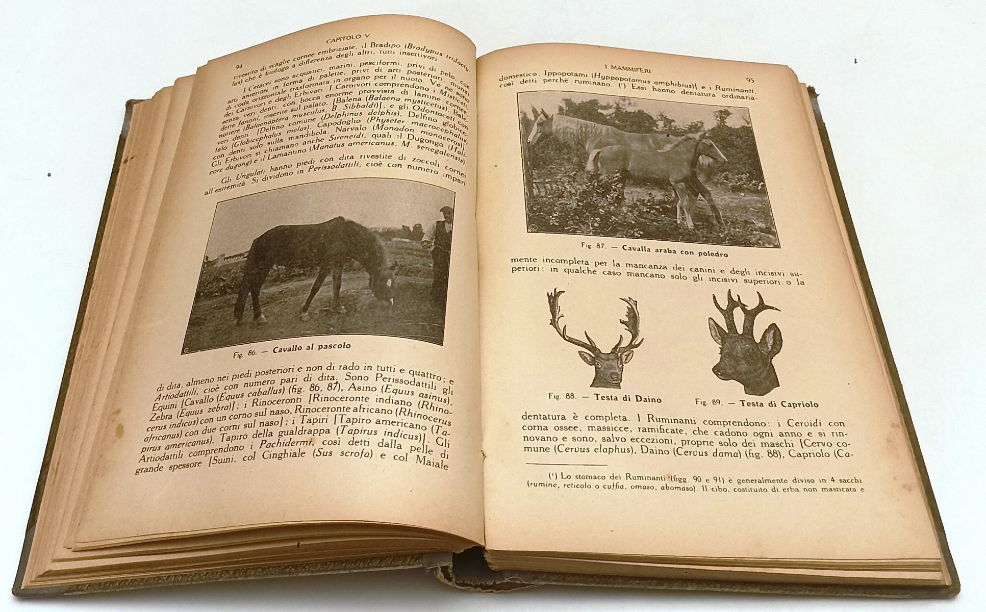 LZ- MORFOLOGIA E BIOLOGIA PIANTE E ANIMALI- BIZZARRINI- GIUSTI--- 1925- C-ZFS191