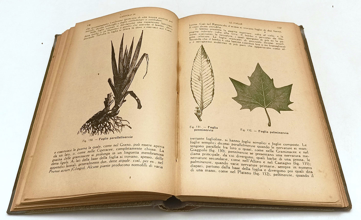 LZ- MORFOLOGIA E BIOLOGIA PIANTE E ANIMALI- BIZZARRINI- GIUSTI--- 1925- C-ZFS191