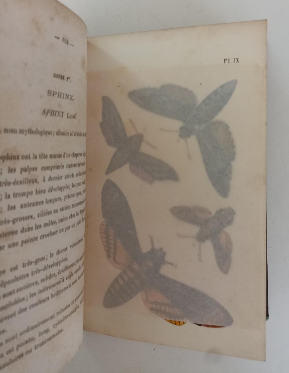 LH- LES PAPILLONS GUIDE AMATEUR LEPIDOPTERES- DUPUIS- ALBESSARD--- 1863- C-XFS53