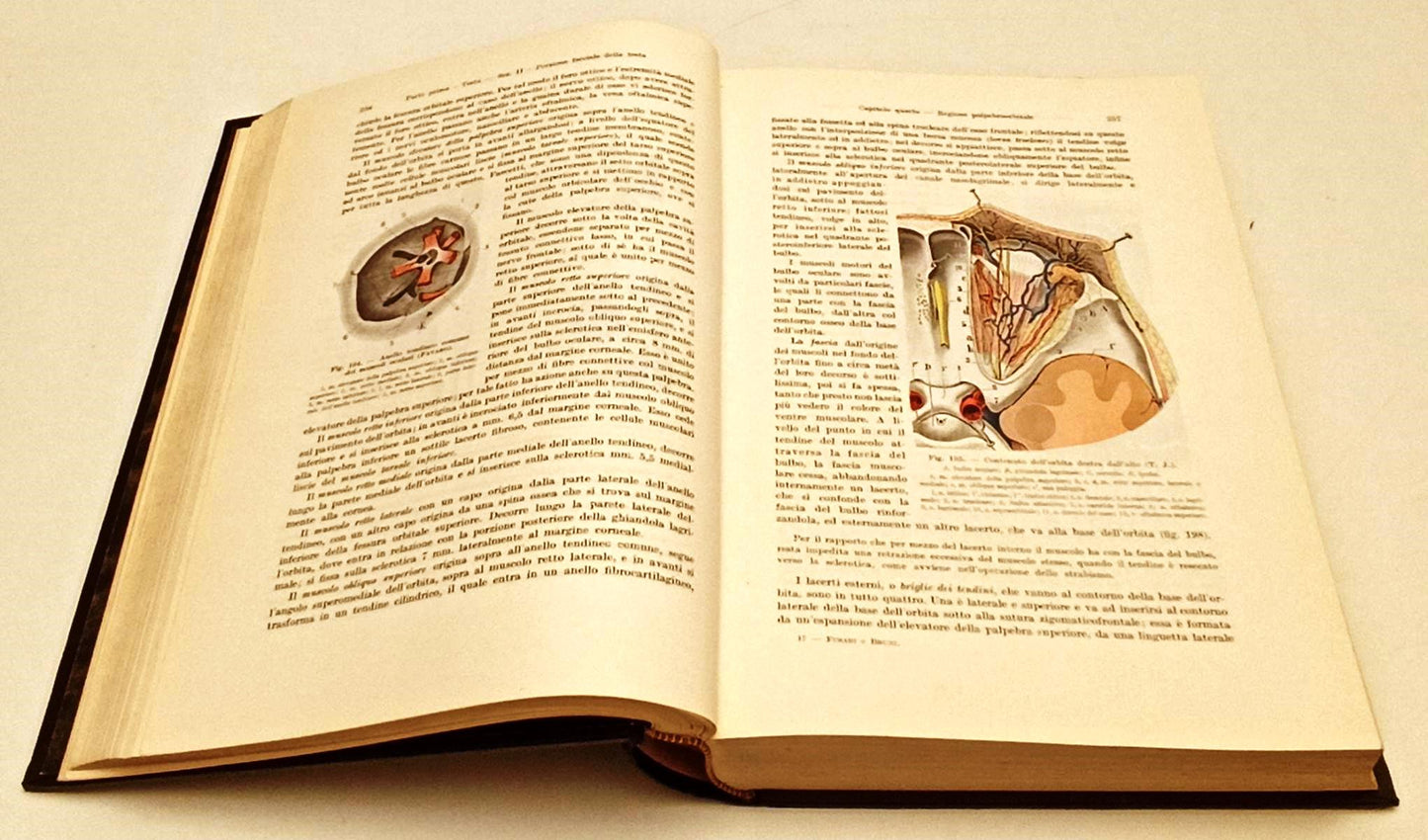 LQ- TRATTATO DI ANATOMIA UMANA TOPOGRAFICA- FUSARI BRUNI- UTET--- 1936- C-XFS125