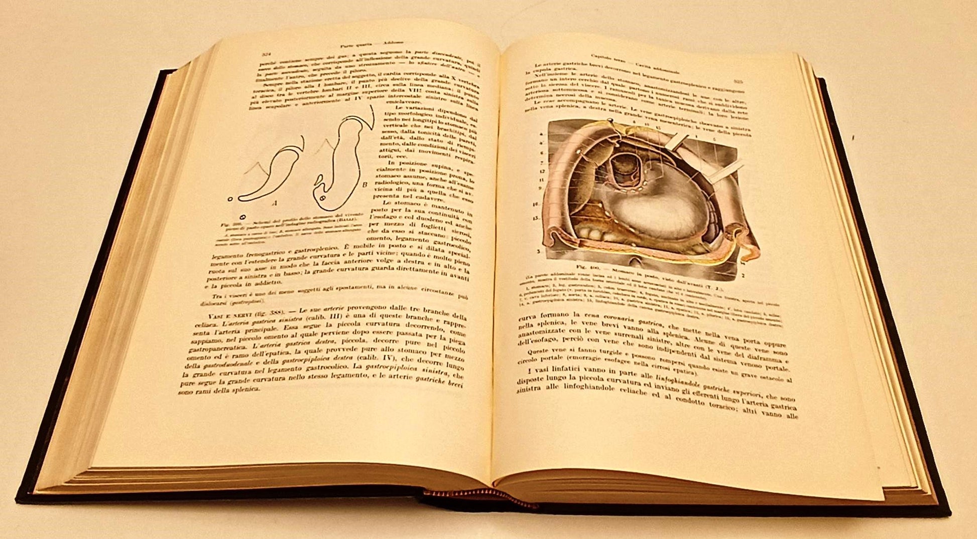 LQ- TRATTATO DI ANATOMIA UMANA TOPOGRAFICA- FUSARI BRUNI- UTET--- 1936- C-XFS125