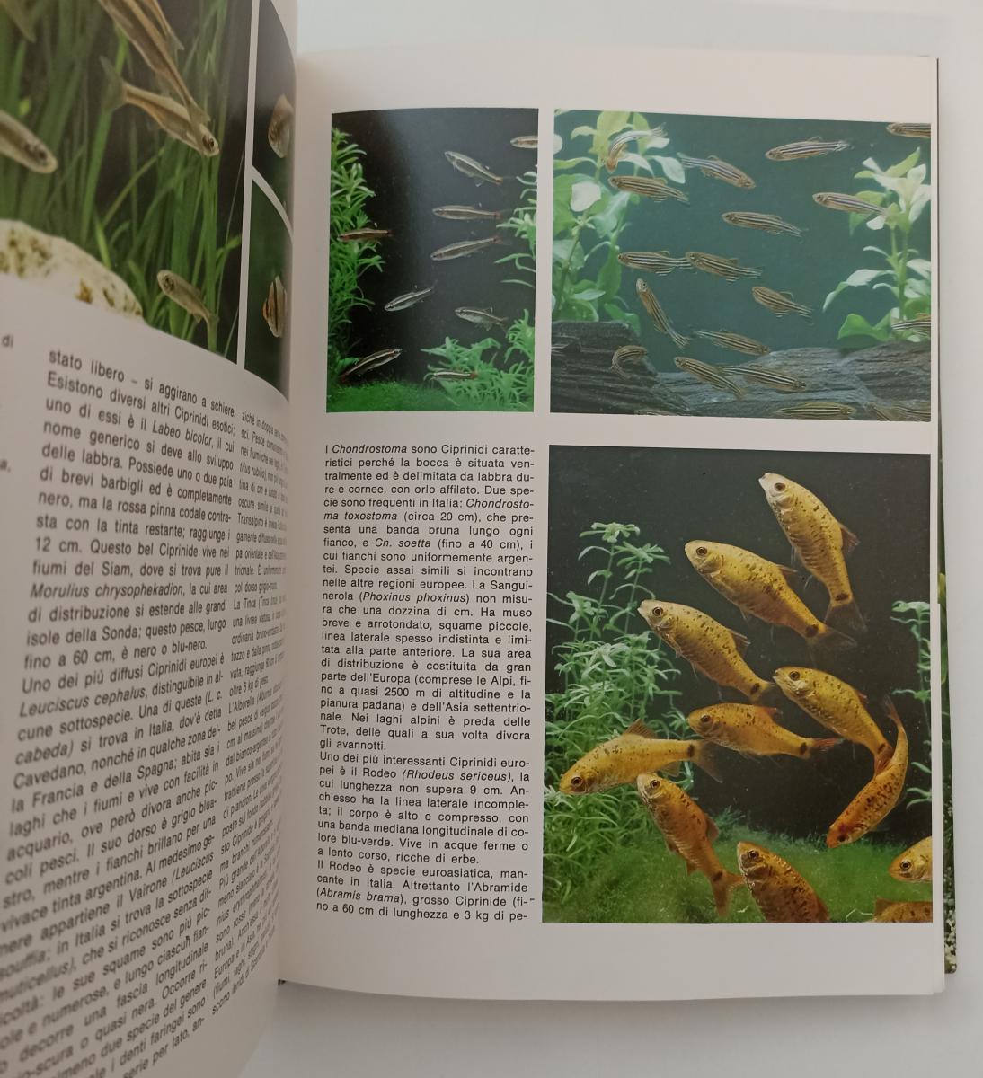 LZ- VITA NELL'ACQUARIO FOTO - GIUSEPPE MAZZA - MONDADORI --- 1974 - CS - ZFS581