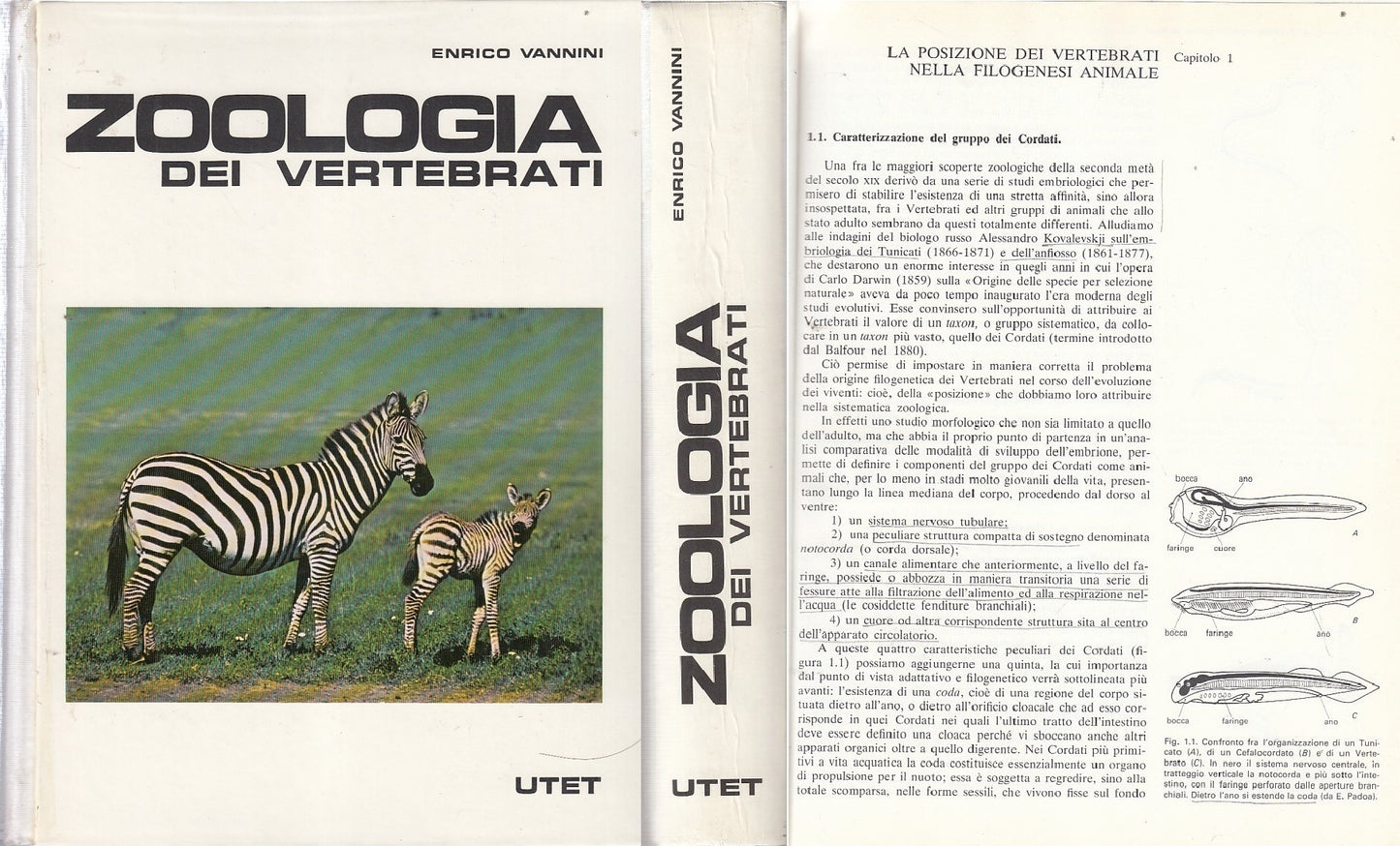 LZ- ZOOLOGIA DEI VERTEBRATI- VANNINI- UTET--- 1982- C- YDS506