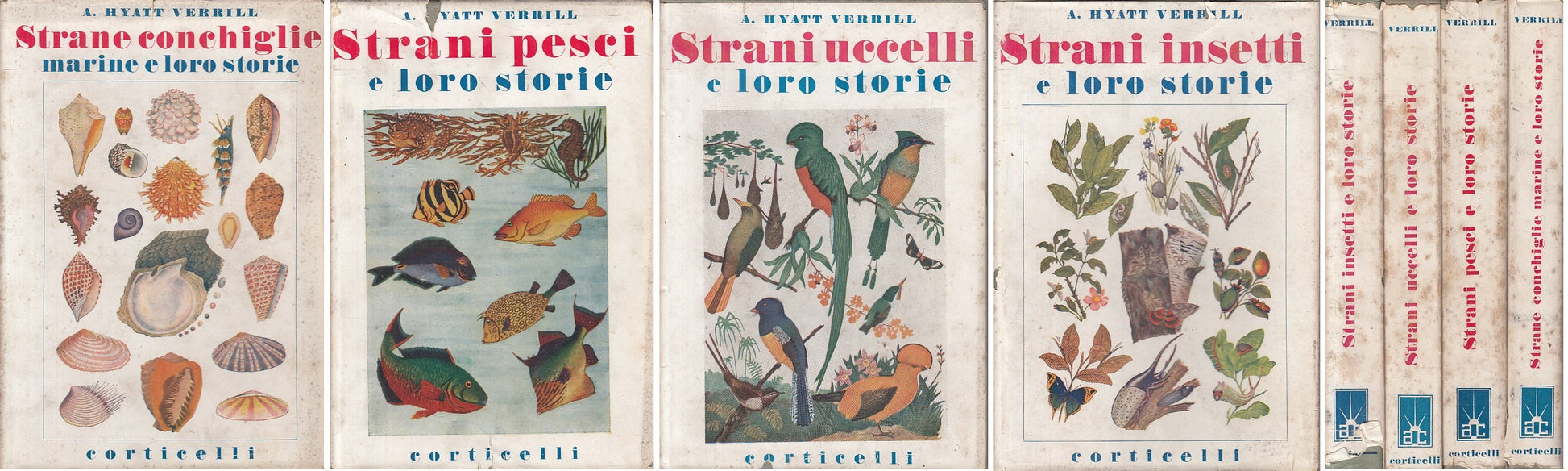 LZ- STRANE CONCHIGLIE PESCI UCCELLI INSETTI -- CORTICELLI --- 1939 - CS - YFS201